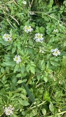 watercress