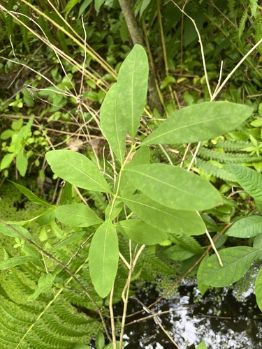 Lonicera oblongifolia, photograph 5