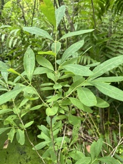 Lonicera oblongifolia, photograph author not stated, no rights reserved