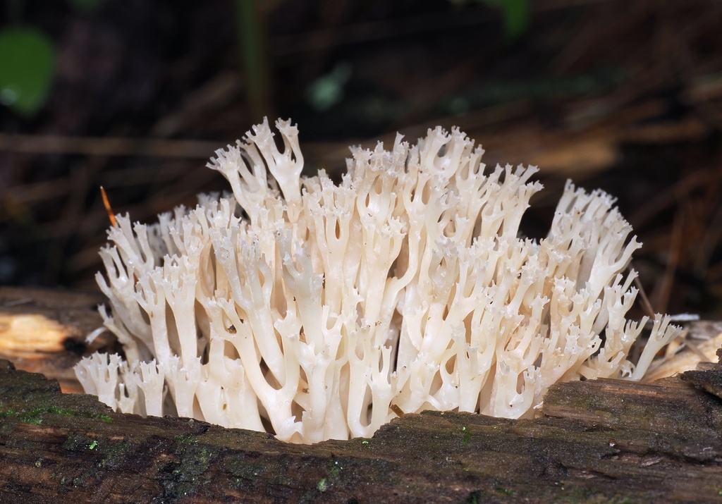 crown-tipped coral fungus · June 2026 · photo: Photo: (c) Alan Rockefeller, some rights reserved (CC BY) · iNaturalist