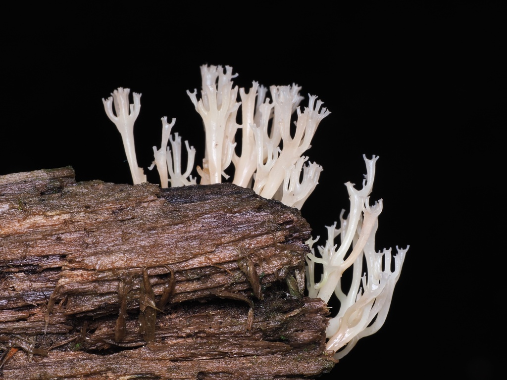 crown-tipped coral fungus · June 2026 · photo: Photo: (c) Alan Rockefeller, some rights reserved (CC BY) · iNaturalist