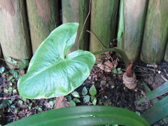 Zantedeschia