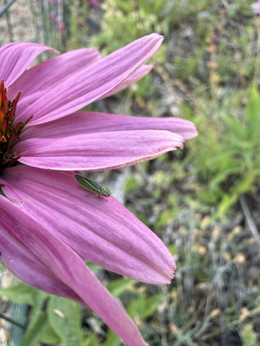 Graphocephala lugubris