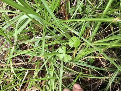 Hydrocotyle batrachium observed 2026-06-28