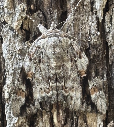 Sad Underwing