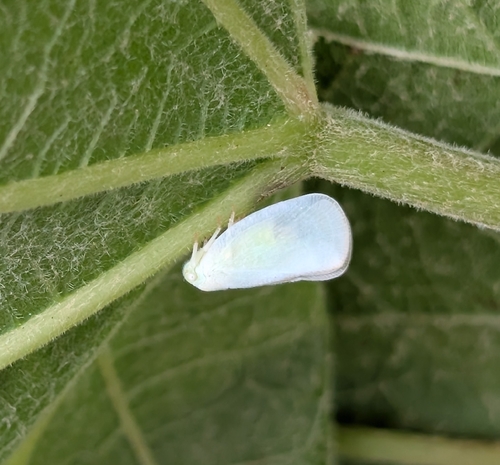 Ormenoides venusta