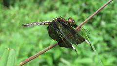 Palpopleura lucia