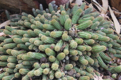 Lobivia silvestrii