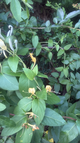 Japanese honeysuckle