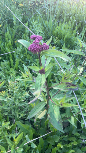 swamp milkweed