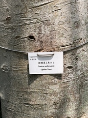 Crateva unilocularis