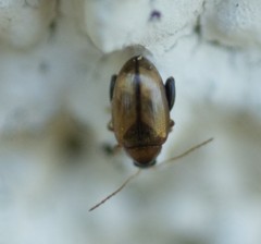 Psylliodes affinis
