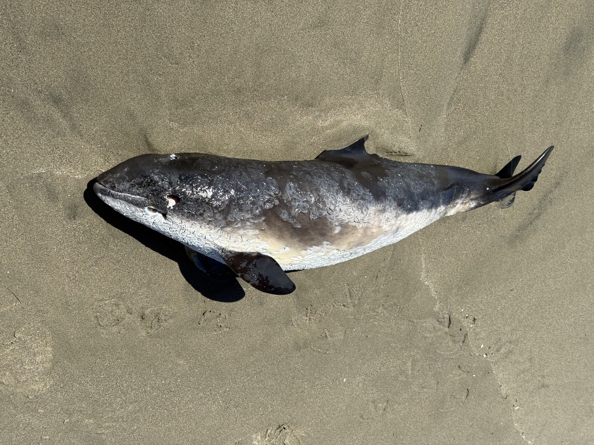Phocoena phocoena