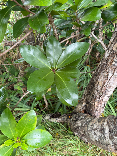 Corynocarpus laevigatus observed 2026-06-25