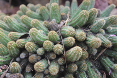 Lobivia silvestrii