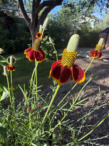 upright prairie coneflower