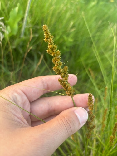 fox sedge
