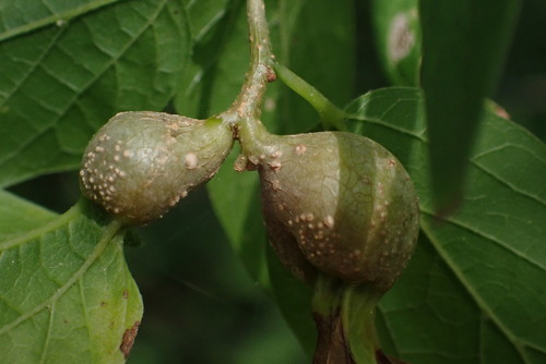 Hackberry Petiole Gall Psyllid