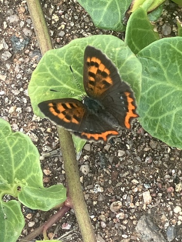 Small Copper
