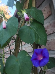 Ipomoea