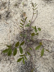 Tephrosia spicata