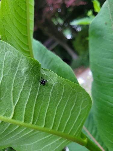 Spotted Lanternfly
