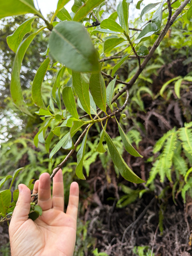 Coprosma waimeae observed 2026-06-25