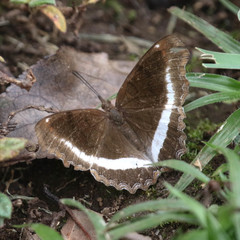 Eurytela hiarbas angustata