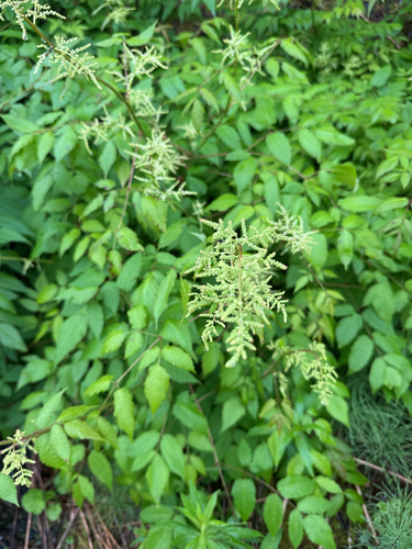 Goatsbeard
