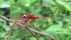 Trithemis arteriosa