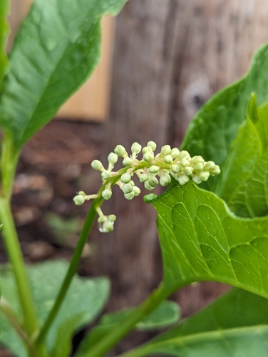 American pokeweed