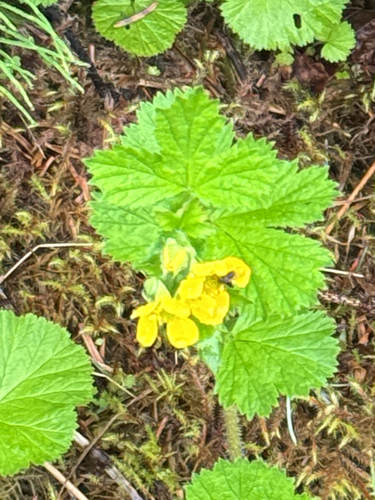 Large-leaved Avens