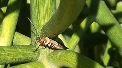 Dysdercus nigrofasciatus