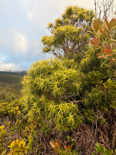 Myrsine linearifolia observed 2026-06-25