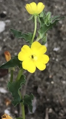 Camissoniopsis pallida