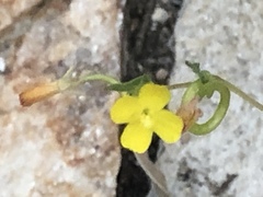 Camissoniopsis pallida