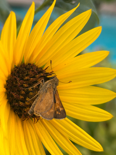 Huron Skipper