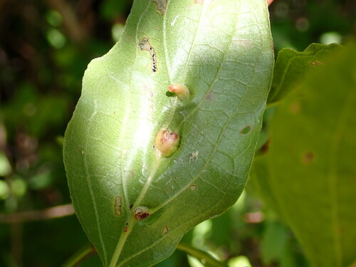 Craneiobia tuba