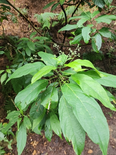 Mayflower Glorybower