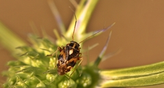 Cyphodema instabilis