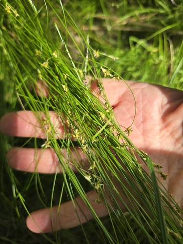 Carex atlantica, 2026-06-27