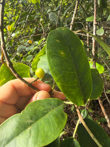Melicope anisata observed 2026-06-26