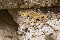 Liolaemus gununakuna