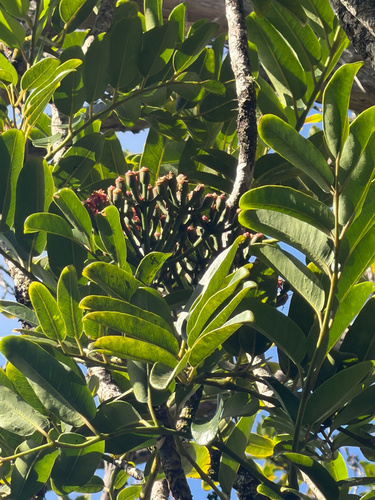 Polyscias waialealae observed 2026-06-26