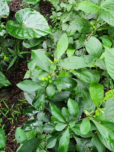 twoleaf nightshade