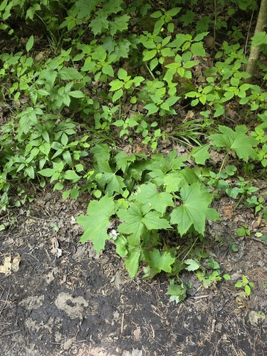 Hydrophyllum canadense, photograph 3