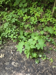 Hydrophyllum canadense, photograph author not stated, no rights reserved
