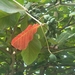 Almendro de playa