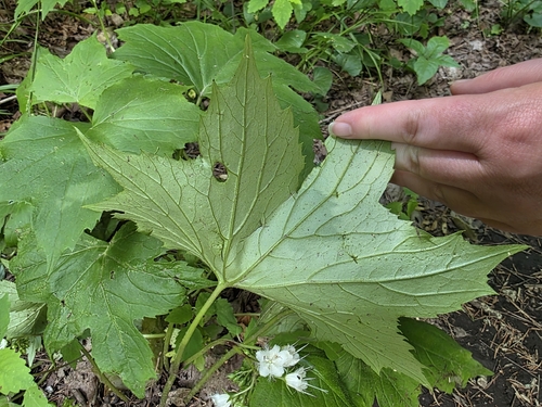 Hydrophyllum canadense, photograph 4