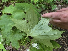 Hydrophyllum canadense, photograph author not stated, no rights reserved